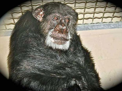 Morre aos 80 anos o chimpanz Cheetah, dos filmes de Tarzan.
