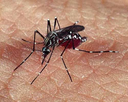 Linha de produo do Aedes Aegypti  inaugurada em Campinas;