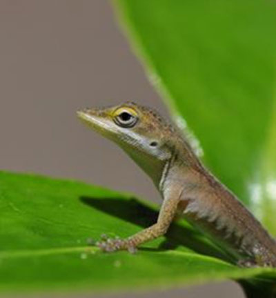Estudo gentico com lagartos pode ajudar a decifrar a evoluo humana