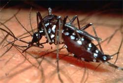 Rio tem 58 bitos por dengue