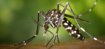 Unesp cria substncia que mata mosquito da dengue