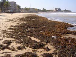 Algas Invadem Praia de Maratazes