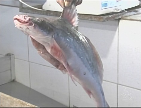 Decreto restringe pesca de piracatinga para coibir matana de botos no AM