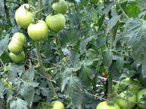 Festa do Tomate de Reserva no vender o fruto nem derivados