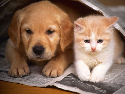 Campanha de Vacinao Antirrbica Canina e Felina