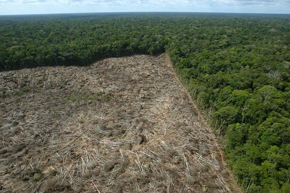 Desmatamento na Amaznia brasileira subiu 467%, alerta ONG I