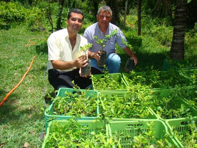 Cooperativa de Acerola faz parceria em Maratazes