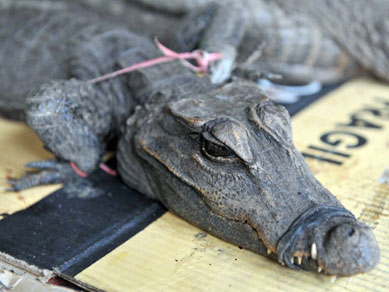 Crocodilos vivos so vendidos em mercado na Guin Equatorial
