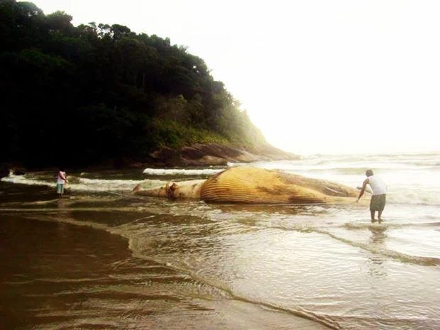 Carcaa de baleia de 14 metros  achada em praia deserta de Perube