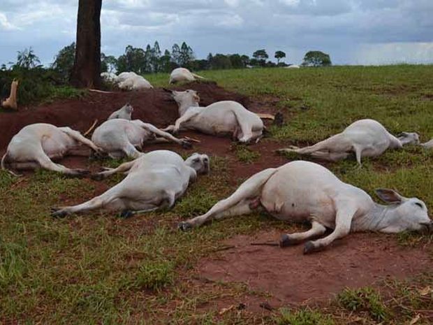 Raio mata 24 cabeas de gado em fazenda de Paraguau