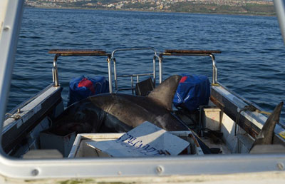 Tubaro de 500 kg pula dentro de barco na frica do Sul
