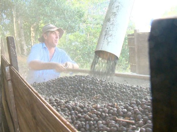 Agricultores usam canos de PVC para colher caf mais rpido.