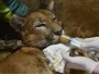 Puma resgatado ferido acorda aps cirurgia e  alimentado 