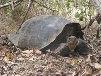 Espcie de tartaruga de Galpagos extinta h 150 anos  