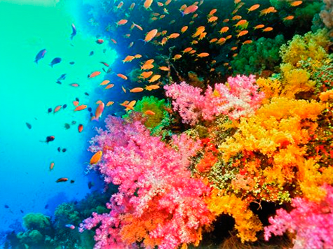 Corais do Pacfico perdem a cor devido ao aquecimento global