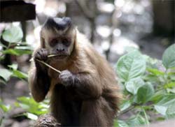 Macaco invasor de casas em Uberaba morre 