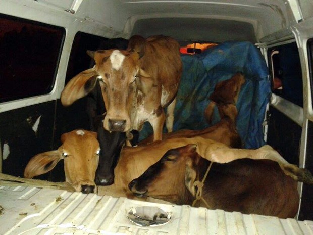 Kombi clonada  recuperada em Juiz de Fora com cinco bovinos