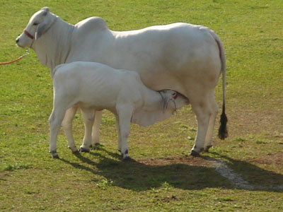 Cachoeiro sedia curso de inseminao artificial de bovinos