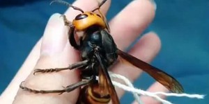 Japons diz manter maior vespa do mundo como bicho