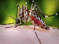 Teste de vacina contra dengue mostra eficcia em casos graves