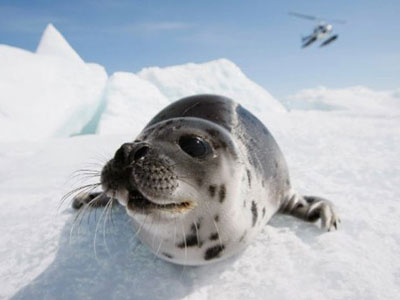 Degelo no Hemisfrio Norte ameaa populao de focas, diz estudo
