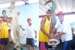 Pescador captura tubaro em Caraguatatuba