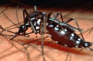 208 novos casos de dengue por dia no Estado