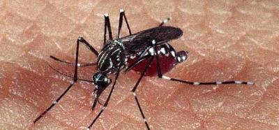 Casos de dengue na cidade de SP chegam a 10.124