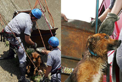 Aps cair em rio, cachorro  resgatado pelos bombeiros em SP