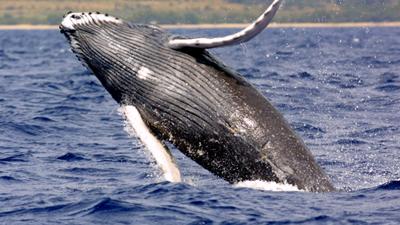 Moratria  caa  Baleia discutida na Madeira 