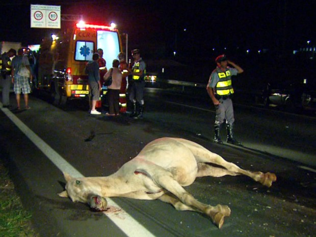 Cavalo solto em rodovia de Sumar causa acidente e deixa 3 feridos
