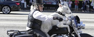 Dentro da lei, aposentado anda de moto com cachorro a bordo 