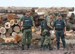 Fora Nacional atuar contra ato de madeireiros no PA 