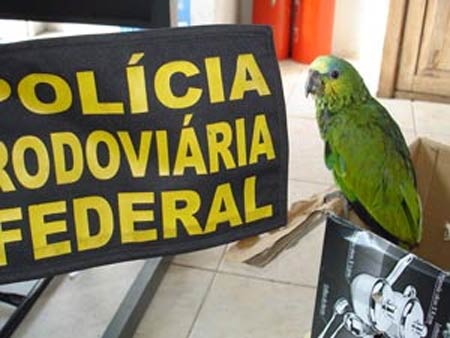 Papagaios que seriam vendidos em rodovia so apreendidos na Bahia
