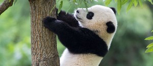 China presenteia Brasil com casal de pandas para o zoolgico