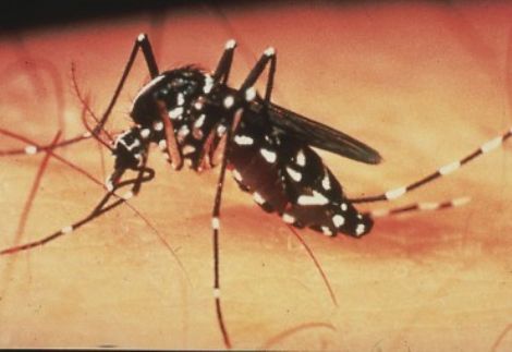 Casos de dengue registram queda de 60% em Rondnia