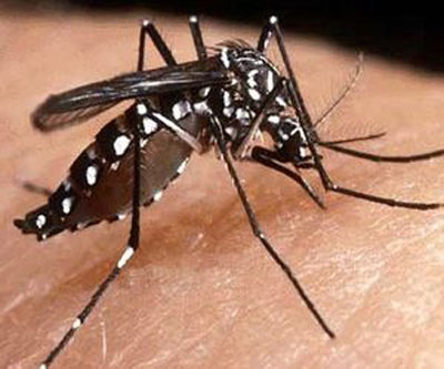 ES registra 7 mil casos de dengue nos primeiros 3 meses de 2012
