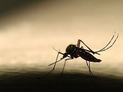 Esprito Santo registra 12,7 mil casos de dengue em 2012