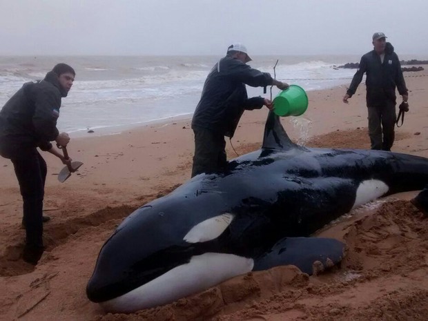 Baleia Orca viva encalha em praia de Anchieta, Sul do ES