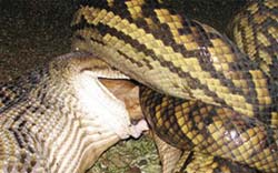 Cobra engole chihuahua na frente de crianas