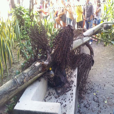 rvore cai em cima de estudante na Universidade Catlica, no Recife