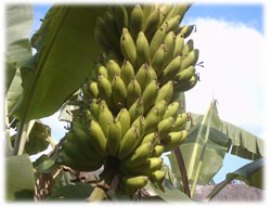 Bananas mais resistentes