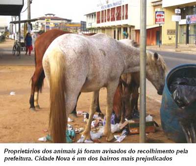 Animais continuam soltos nas ruas de Maratazes 