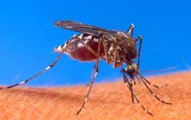 Vrus da dengue pode proteger cidades da febre amarela