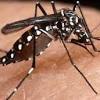 Em um ano, nmero de casos de dengue triplica na capital