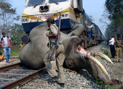 Trem atropela e mata elefante na ndia