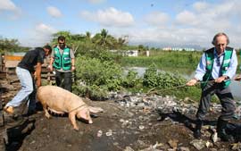 Secretaria do Ambiente retira 70 porcos de margem de lagoa