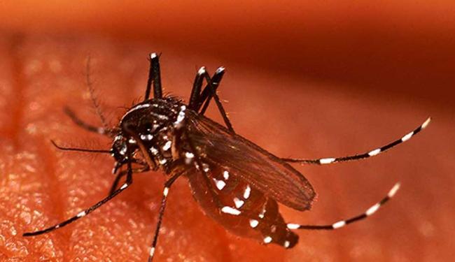 Salvador registra mais seis casos suspeitos de Chikungunya