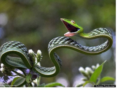 Fotgrafo tira foto de cobra que parece estar sorrindo