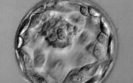 Empresa da Califrnia produz cinco embries humanos clonados